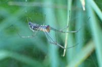 Neriene radiata