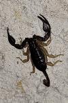 Euscorpius flavicaudis