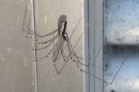 Holocnemus pluchei