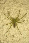 Micrommata ligurina