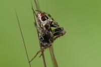 Gibbaranea bituberculata