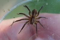 Hygrolycosa rubrofasciata