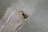 Theridiosoma gemmosum