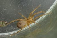 Anyphaena accentuata