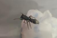 Leptorchestes berolinensis