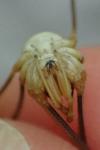Phalangium opilio