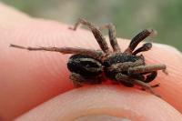 Alopecosa albofasciata