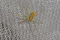 Philodromus