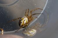 Mangora acalypha