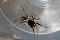 Cyclosa oculata