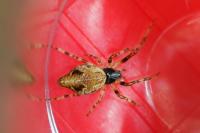 Cyclosa conica / Cyclosa algerica