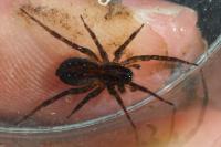 Trochosa