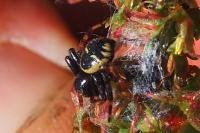 Synema globosum