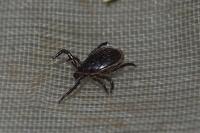 Ixodes ricinus