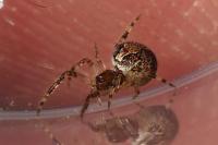 Theridion