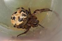 Larinioides cornutus