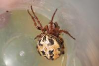 Larinioides cornutus
