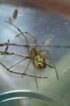 Enoplognatha