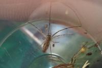 Tetragnatha