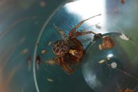 Xysticus