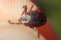 Dermacentor marginatus