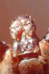 Dermacentor marginatus