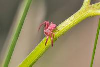 Thomisus onustus