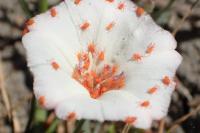 Balaustium murorum