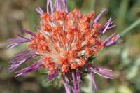 Balaustium murorum