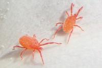 Balaustium murorum