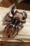 Pseudeuophrys erratica