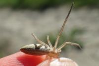 Tibellus oblongus