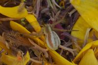 Runcinia grammica