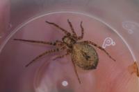 Anyphaena accentuata