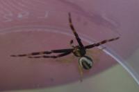 Misumena vatia