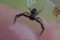 Synema globosum