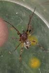 Larinioides cornutus