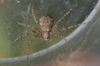 Philodromus