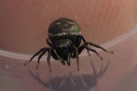 Heliophanus
