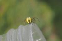 Mangora acalypha