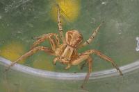 Xysticus