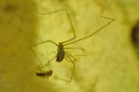 Holocnemus pluchei