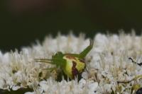 Ebrechtella tricuspidata