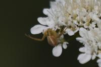 Runcinia grammica