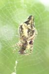 Cyclosa conica / Cyclosa algerica