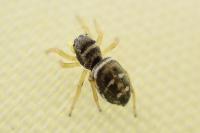 Heliophanus cupreus