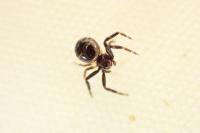 Synema globosum