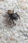 Heliophanus