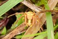 Thomisus onustus