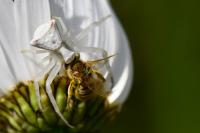 Thomisus onustus